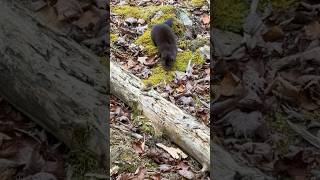 Calling in a mink while deer hunting [upl. by Nanny]