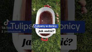 Jak sadzić tulipany w donicy ogrod tulipan sadzenie ogrodnictwo [upl. by Yllom]