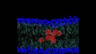 Fullerenes through the membrane [upl. by Cheng5]