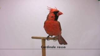 cardinale rosso [upl. by Janetta]