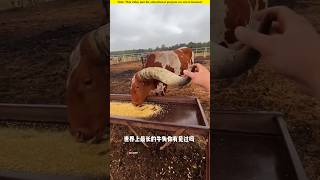 The cow with the longest horn in the world।😱shortvideo amazingfacts [upl. by Oknuj]