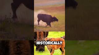 Unknown Facts about The American Bison  Animals Facts  Wildlife Wonders trend shorts viral [upl. by Dub648]