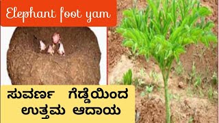 Elephant foot yam  ಸುವರ್ಣ ಗೆಡ್ಡೆ  how to grow elephant foot yam [upl. by Sherourd]