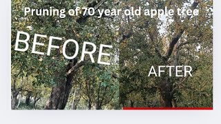 Pruning of 70 year old AppleTree kashmir KashmirApple [upl. by Arvad]