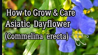 How to Grow amp Care for Asiatic Dayflower Commelina erecta [upl. by Eedrahs431]