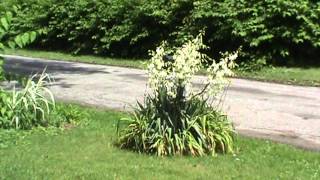 Yucca Plant In Full Bloom Great Perinnials [upl. by Yanrahc428]