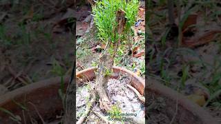 BottlebrushCallistemon tree bonsai material high growing bottlebrush bonsai gardening [upl. by Amikat236]