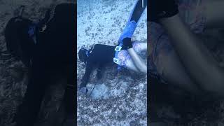 Giant Lobster in Underwater Cave spearfishing fishing oktopus ocean shortvideo viralshorts4k [upl. by Vitalis]