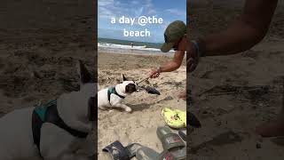 a day at the beach with pollux shortsvideo dog puppy puppyvideos doglover cutedog [upl. by Selwin814]