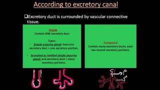 Animal Histology  Epithelial Tissue Part 2– Glandular Epithelium [upl. by Alvita]