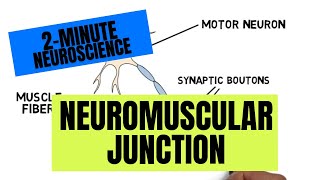 2Minute Neuroscience Neuromuscular Junction [upl. by Mozart]