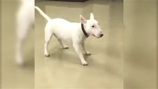 Bull Terrier Excited to See Owner [upl. by Zoha454]