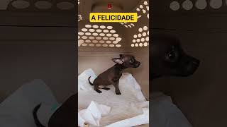 Pinscher Miniatura fêmea [upl. by Clotilda]