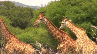 Thanda Nani Game Lodge amp Private Game Reserve South Africa  Unravel Travel TV [upl. by Florry611]