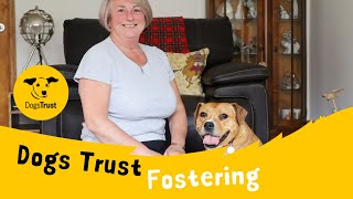 Home from Home Fostering  Dogs Trust Leeds [upl. by Holmann]