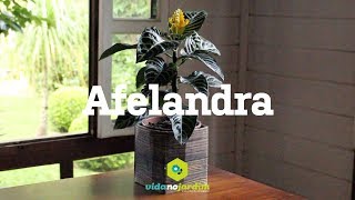 Afelandra Planta zebra [upl. by Ardnnaed]