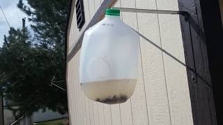 How To Make the Easiest Fly Trap From a Milk Jug [upl. by Rubin736]