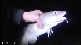 CODLING AT LILSTOCK 13 1 24 [upl. by Winchester]