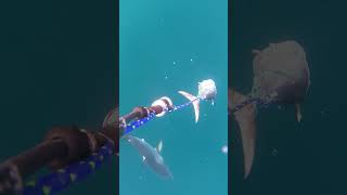 Rare shark encounter Porbeage shark cagediving sharks sharkencounter [upl. by Dincolo]