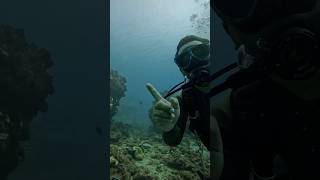 Diving tour of underwater ruins on Okinawas main island okinawa japan scubadiving [upl. by Eytteb]