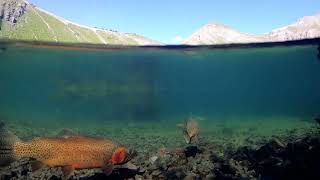 Summer in Telluride Colorado Ep 1 Scenery amp Outdoor Adventure [upl. by Lemmy]