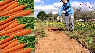 Coltivare le Carote preparazione terreno fertilizzazione e semina [upl. by Nnylram]