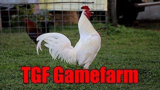 Lets Visit The Farm Of TGF Gamefarm [upl. by Arbua977]