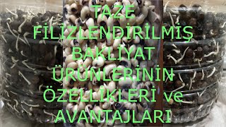 Taze Filizlendirilmiş Bakliyatlar ile ilgili Bilgilendirme [upl. by Celestyna]