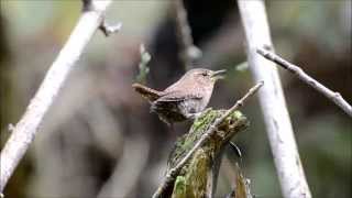 Birds of the Pacific Northwest The Pacific Wren [upl. by Aleina]