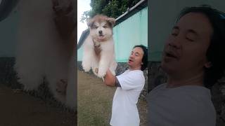 Alaskan malamute super semledot dan semlohai alaskanmalamute [upl. by Diad]