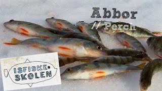 Fiske abbor på isen 1  How to icefish perch 1  Isfiskeskolen Ep3 [upl. by Caldera]