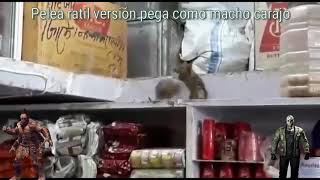 Ratones peleando en el super chino😑 PEGA COMO MACHO CARAJO [upl. by Gregoire546]