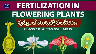 FERTILIZATION IN FLOWERING PLANTs  class 10th biology  10th Science in english  Eduscope [upl. by Keelia]