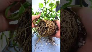 Repotting Rootbound Pothos Njoy [upl. by Desmond]