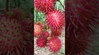 Fresh Rambutan  Red Fruit [upl. by Cleon]