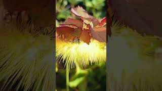 Caterpillar eating leaves 😄💓 shorts caterpillar roseleaf 💓💓💓 [upl. by Eramat]