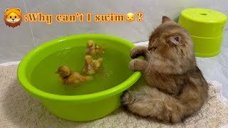 Its so funny and cute😂 The cat was jealous that the duckling could swim and got angryFunny cat [upl. by Nyrhtakyram]