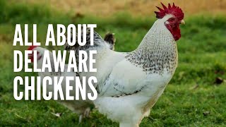 Delaware Chickens – Breed Profile Facts and Care [upl. by Radburn455]