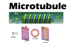 Microtubules and microfilaments  assembly and function [upl. by Gehman]