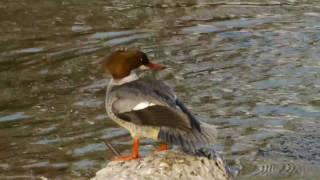 Goosander or Merganser Mergus merganser ♀  Gänsesäger 2 [upl. by Sivahc486]