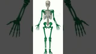 Fastest way to learn Skeletal system biology neet aspirants medicalentranceexam motivation [upl. by Clausen]