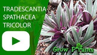 Tradescantia spathacea Tricolor  grow amp care [upl. by Gereld]