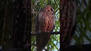 Beautiful long eared owl shorts birds animals [upl. by Berey601]