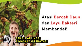 Atasi Bercak Daun dan Layu Bakteri Membandel [upl. by Kashden]