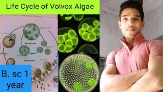 Life Cycle of Volvox Algae [upl. by Anilehcim68]