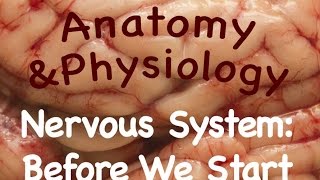 Nervous System  Before We Start 1008 [upl. by Scot]