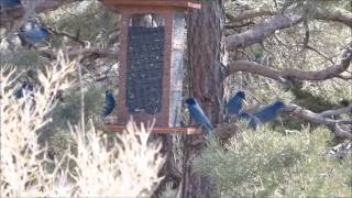 Pinyon Jays Coaldale CO [upl. by Letney]