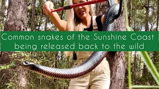 Some of the most common snakes of Sunshine Coast region being released back to the wild [upl. by Graubert]