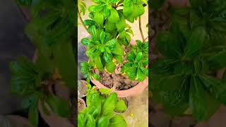 Pittosporum plant Beautiful leaves [upl. by Bashemath]