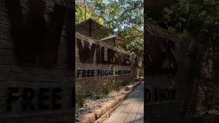 202409 Wildskies Free Flight Bird Show  Currumbin Wildlife Sanctuary Gold Coast [upl. by Laehplar]